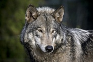 Grey Wolf-WOLF