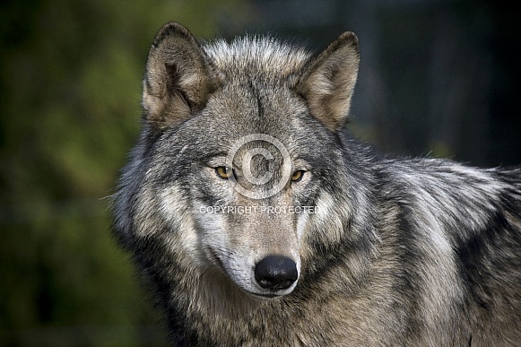 Grey Wolf-WOLF Grey Wolf-WOLF