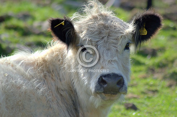 White Belted Galloway Cow