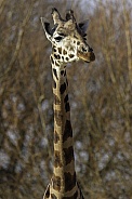 Rothschild Giraffe Close Up