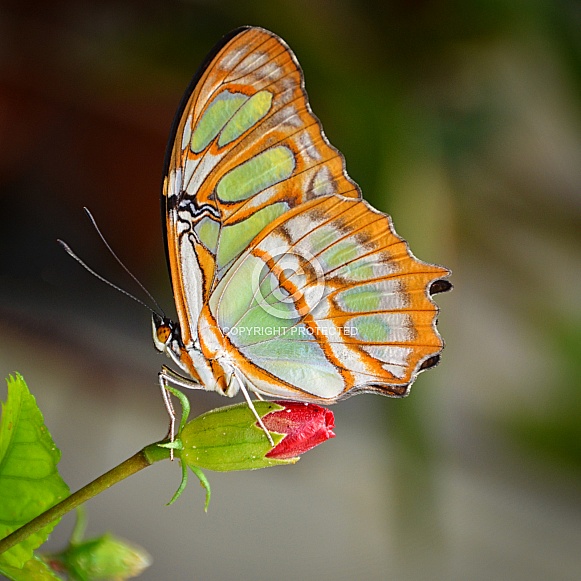 Butterfly - Malachite on Budding Flower