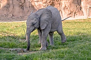 Elephant Calf - One Year Old