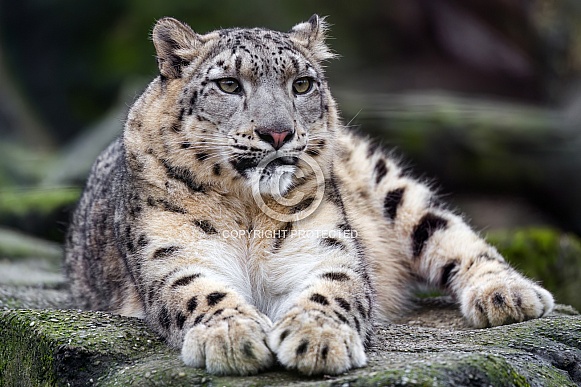 Snow leopard resting