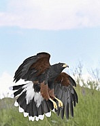 Harris's Hawk coming in for a Landing