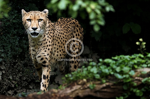 Cheetah