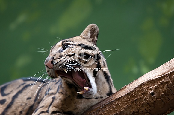 Clouded Leopard Clouded Leopard