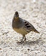 Gambel's quail in a stare down