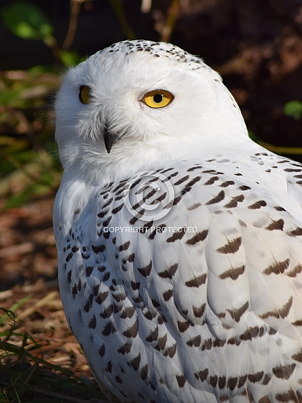 Snowy Owl Snowy Owl