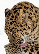 Amur Leopard Portrait