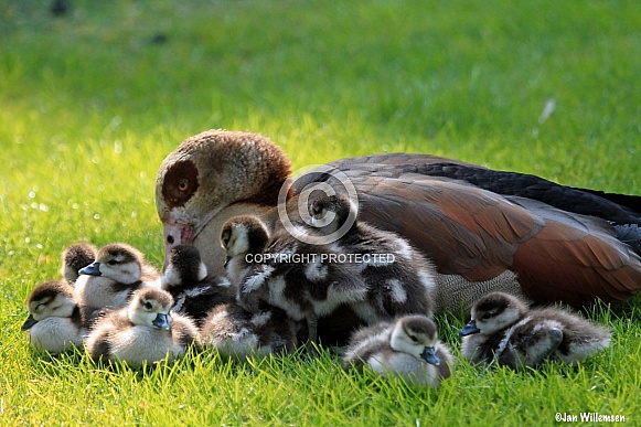 Egyptian Nile Goose with Chicks