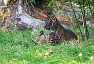 Sumatran Tiger Cub