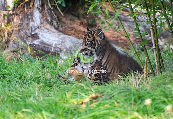 Sumatran Tiger Cub