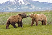 Alaska Peninsula Brown Bear or Coastal Brown Bear (Male and Female)