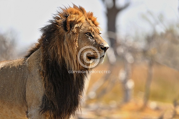 African lion portrait