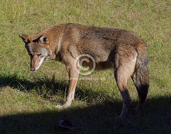Red Wolf