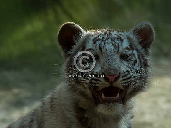 White Tiger Cub