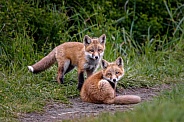 Red Fox--Red Fox Kits