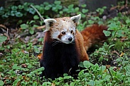 Red panda (Ailurus fulgens)