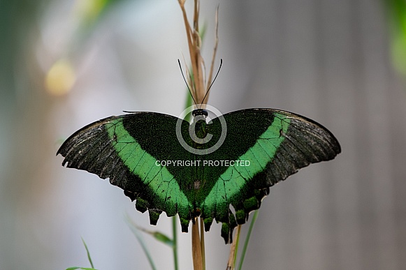 Black and green butterfly