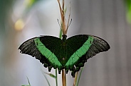 Black and green butterfly