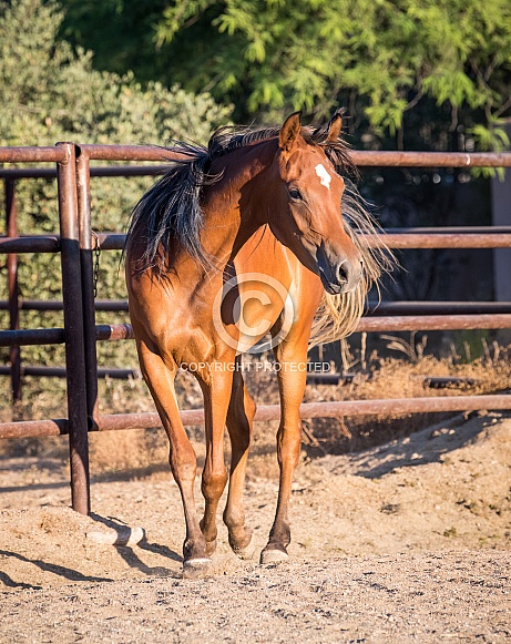 Chestnut Arabian horse in the corral