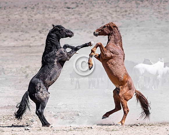 Wild Horse— Onaqui Mountains, Utah Wild Horse— Onaqui Mountains, Utah