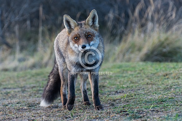 Red Fox Red Fox