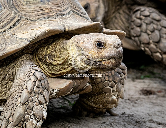 African Spurred Tortoise African Spurred Tortoise
