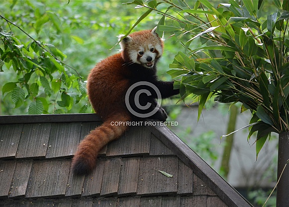 Red Panda