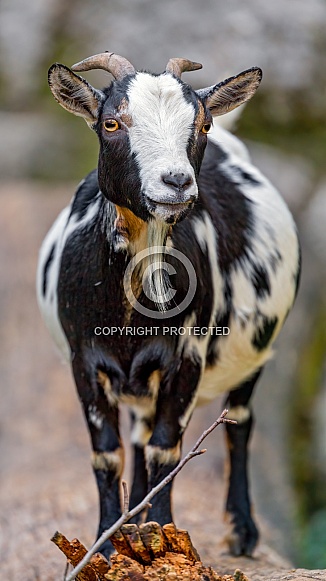 Goat standing