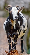 Goat standing