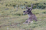 The reindeer or caribou (Rangifer tarandus)