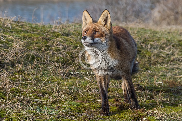 Red Fox