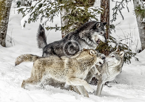 Grey Wolf-The Wolf Pack II Grey Wolf-The Wolf Pack II