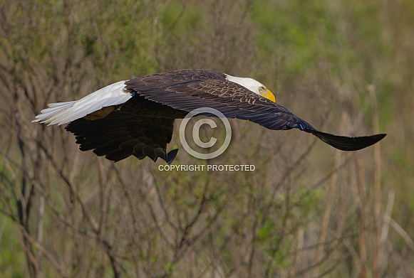 Bald Eagle