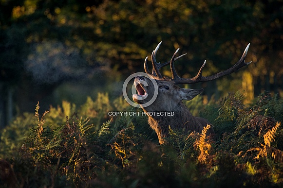 Red Deer Red Deer