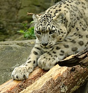 female snow leopard