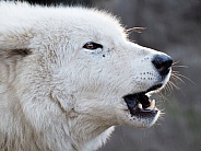 Howling white Hudson Bay Wolf (Canis lupus hudsonicus)