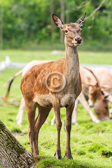 Red deer