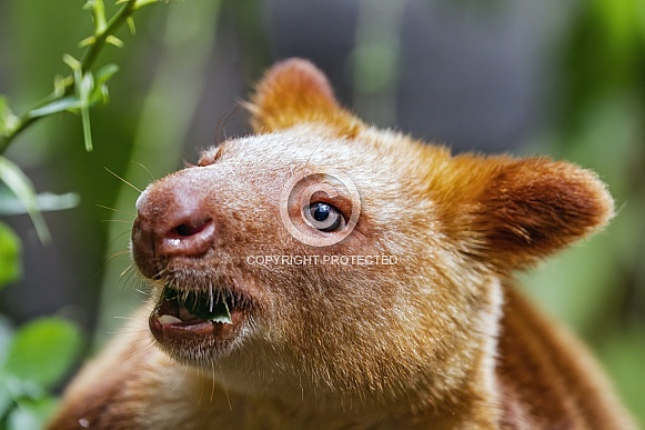 Tree kangaroo portarit