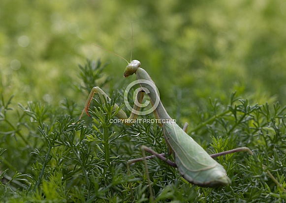 Praying mantis,Mantodea,
