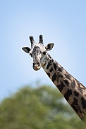 Head shot of a giraffe in Tanzania with Oxpecker birds