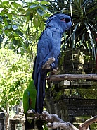 Palm Cockatoo