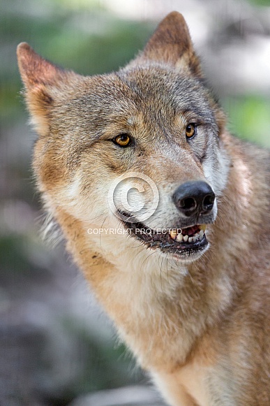 Grey Wolf