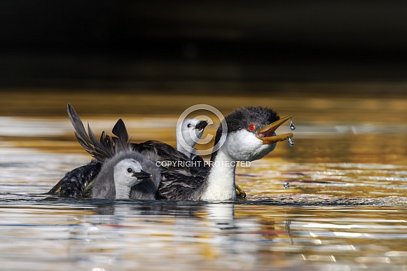 Western Grebe Western Grebe