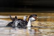 Western Grebe