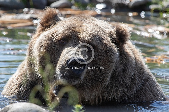 Grizzly Bear