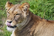 Lioness licking nose
