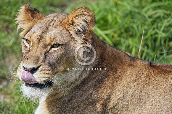 Lioness licking nose