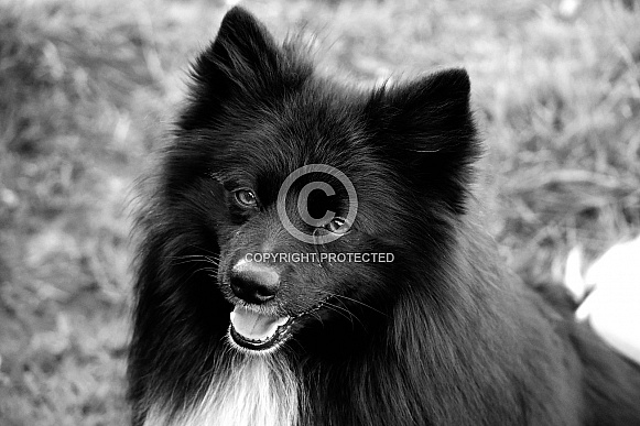 German Spitz Dog